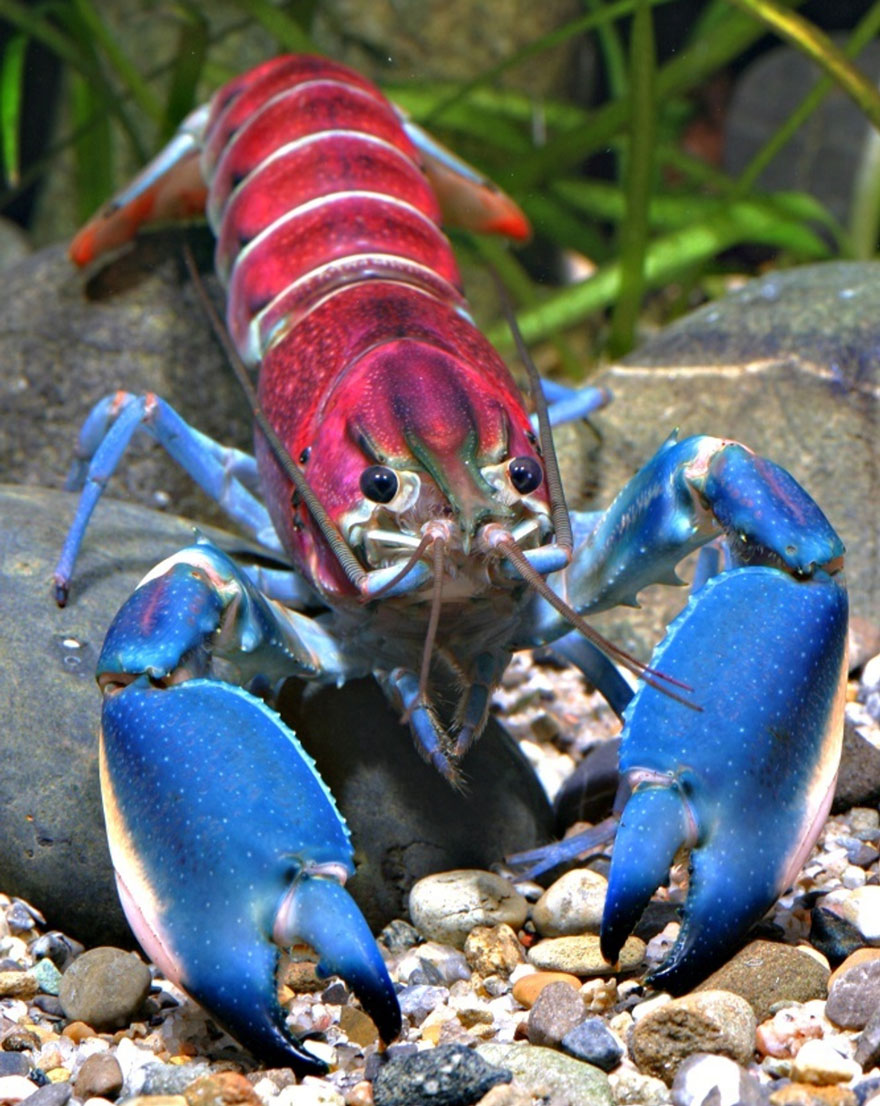 UNA NUOVA SPECIE: Cherax Pulcher