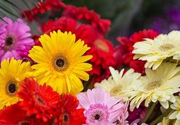 I fiori primaverili