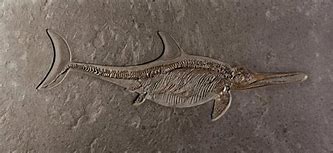 Fiona, l’ittiosauro ritrovato in Patagonia